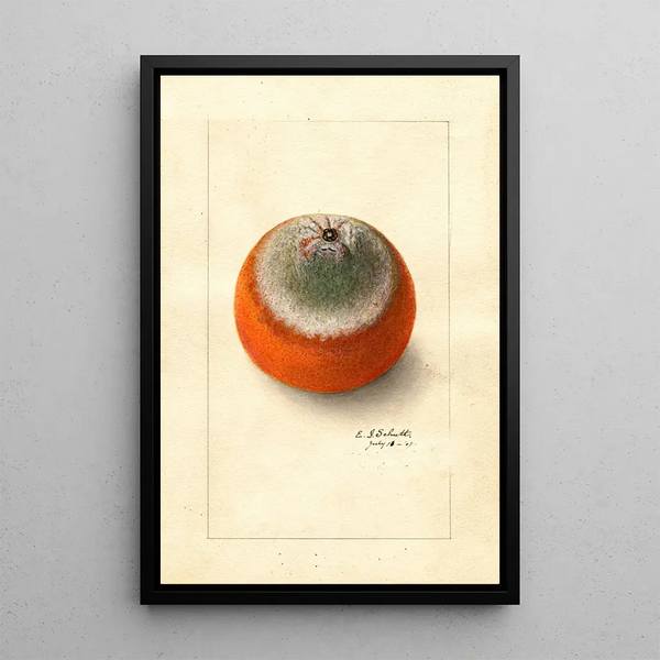 Citrus sinensis Valencia tardive - Ellen Isham Schutt — framed artwork on a wall