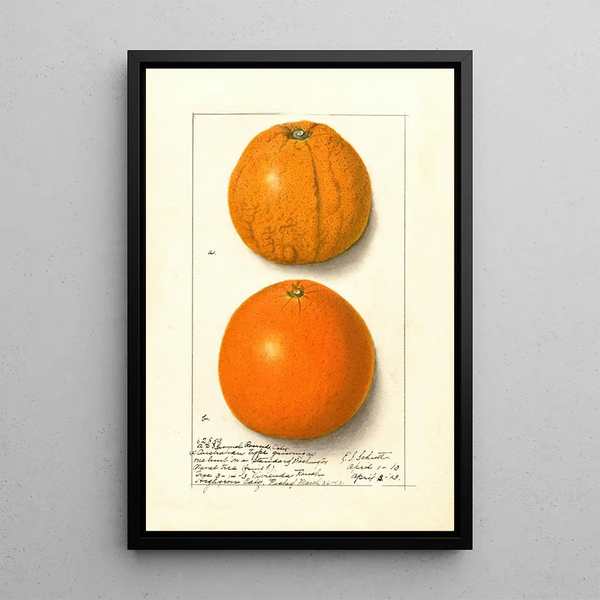 Citrus sinensis Washington Navel - Ellen Isham Schutt — framed artwork on a wall