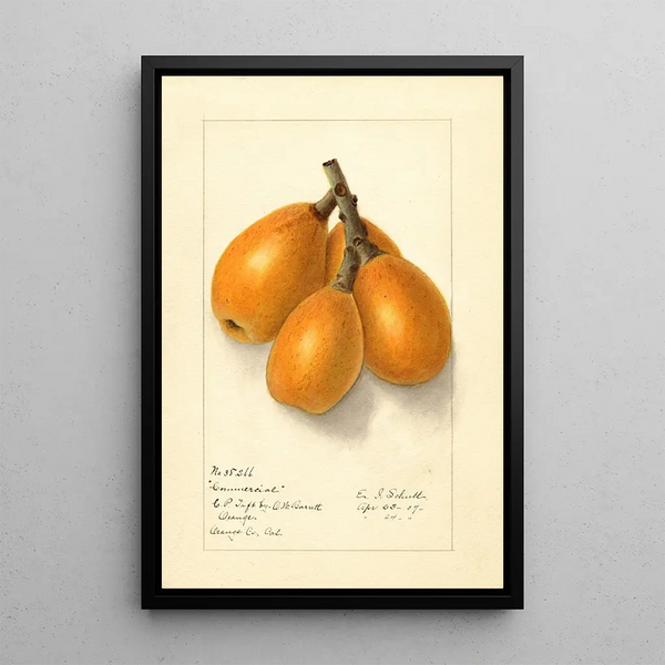 Eriobotrya japonica Commercial - Ellen Isham Schutt — framed artwork on a wall