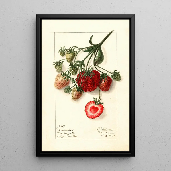 Fragaria Pocahontas - Ellen Isham Schutt — ingelijst kunstwerk aan de muur