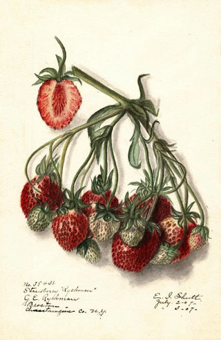 Ellen Isham Schutt - Fragaria Ryckman.webp