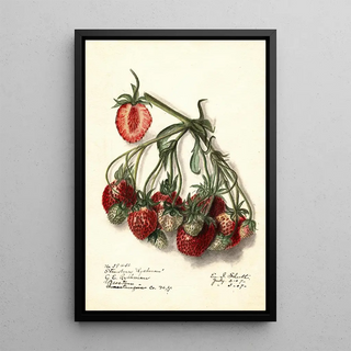 Ellen Isham Schutt - Fragaria Ryckman.webp