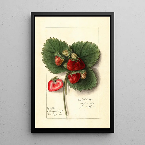 Fragaria Shipping King - Ellen Isham Schutt — ingelijst kunstwerk aan de muur