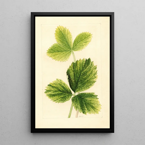 Fragaria Strawberry - Ellen Isham Schutt — ingelijst kunstwerk aan de muur