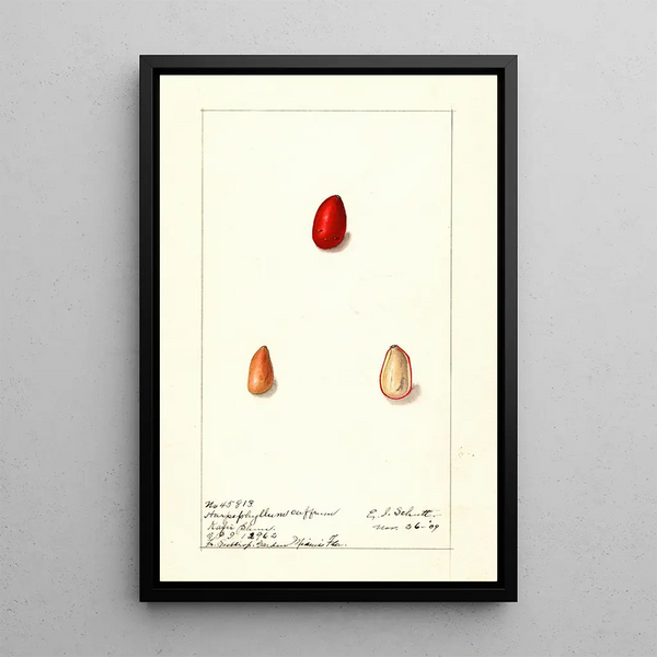 Harpephyllum caffrum - Ellen Isham Schutt — ingelijst kunstwerk aan de muur