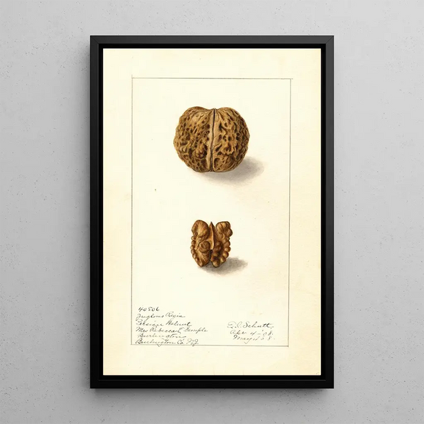 Juglans regia - Ellen Isham Schutt — ingelijst kunstwerk aan de muur