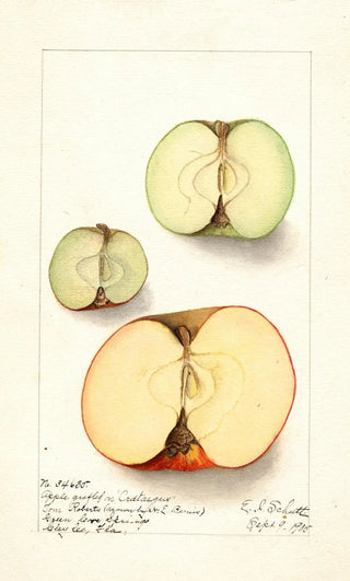 Ellen Isham Schutt - Malus domestica.webp
