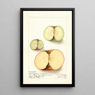 Ellen Isham Schutt - Malus domestica.webp