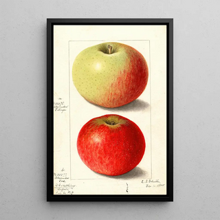 Ellen Isham Schutt - Malus domestica Alexander Tillage.webp
