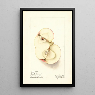 Ellen Isham Schutt - Malus domestica Bietigheimer.webp