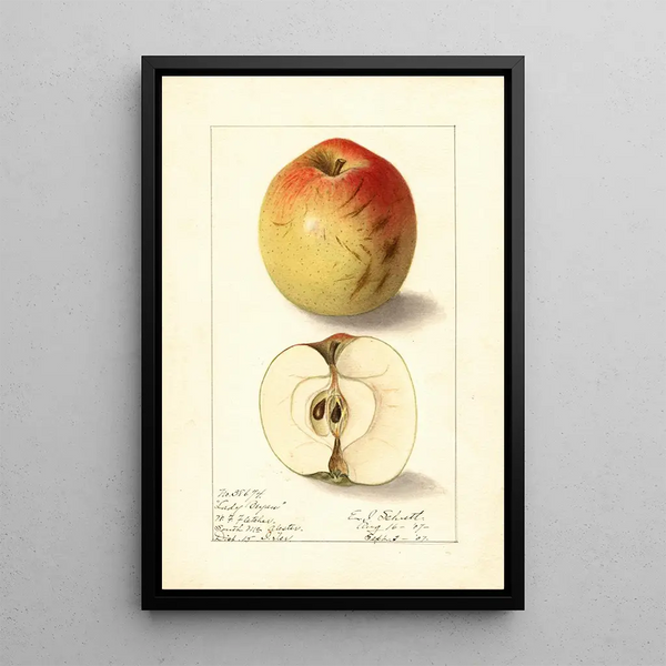 Malus domestica Lady Bryan - Ellen Isham Schutt — ingelijst kunstwerk aan de muur