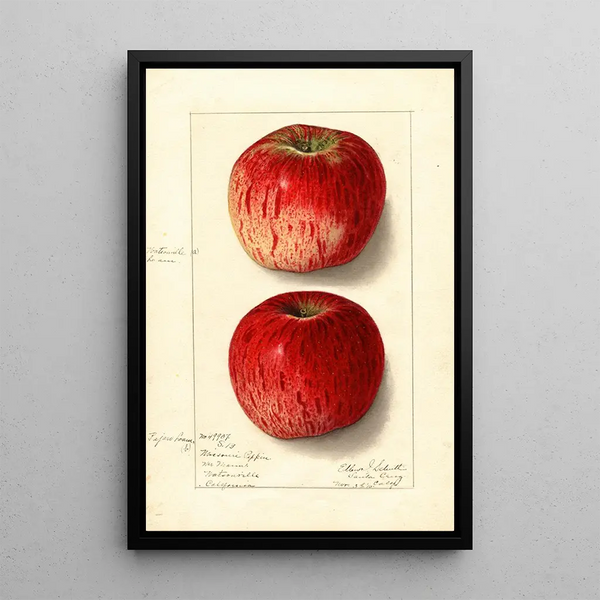 Malus domestica Missouri Pippin - Ellen Isham Schutt — ingelijst kunstwerk aan de muur