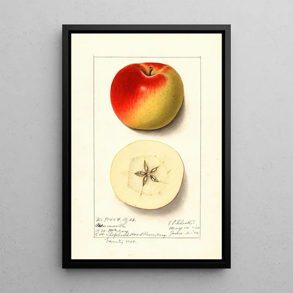Malus domestica Monmouth - Ellen Isham Schutt — ingelijst kunstwerk aan de muur