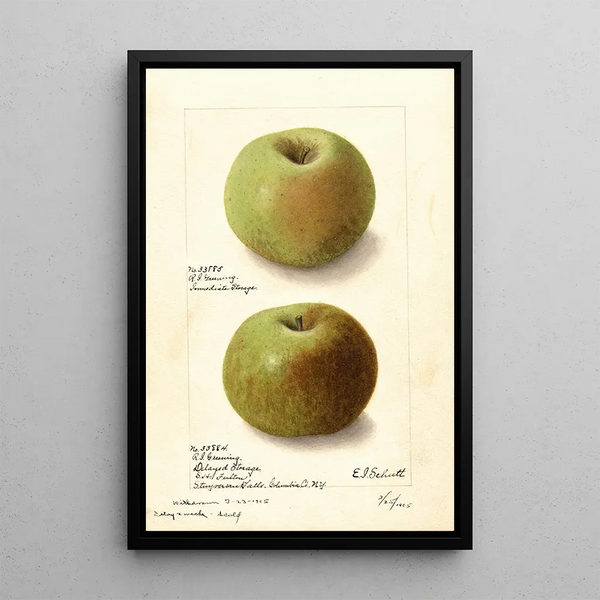 Malus domestica Rhode Island Greening - Ellen Isham Schutt — ingelijst kunstwerk aan de muur