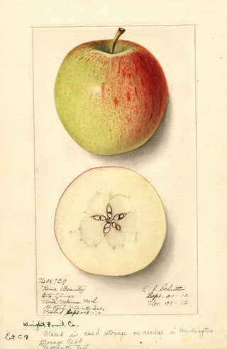 Ellen Isham Schutt - Malus domestica Rome Beauty.webp