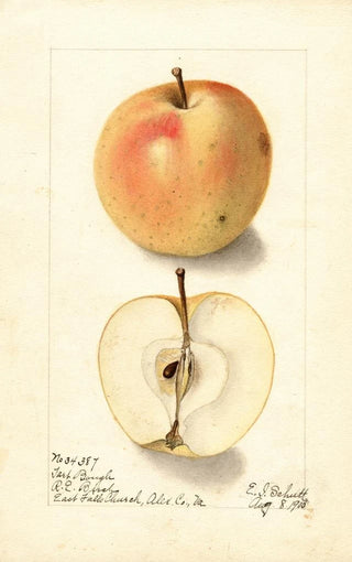 Malus domestica Tart Bough - Ellen Isham Schutt — weergave van het kunstwerk
