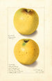 Malus domestica Yellow Bellflower - Ellen Isham Schutt — weergave van het kunstwerk