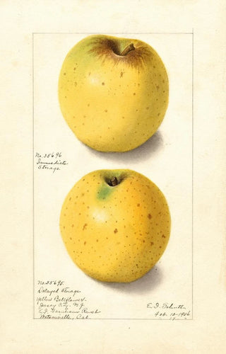 Ellen Isham Schutt - Malus domestica Yellow Bellflower.webp