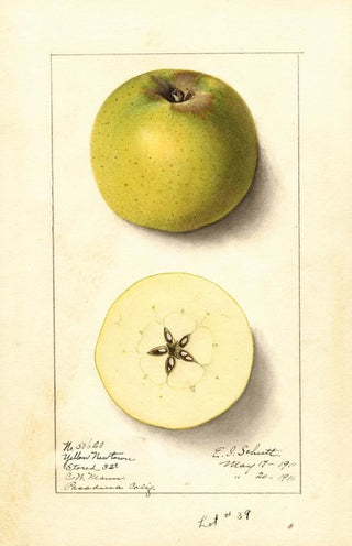 Ellen Isham Schutt - Malus domestica Yellow Newtown.webp