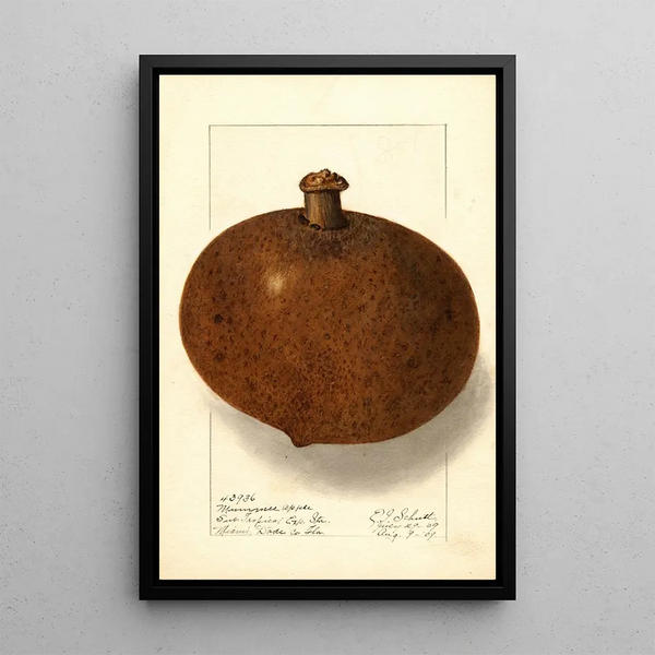 Mammea americana - Ellen Isham Schutt — ingelijst kunstwerk aan de muur