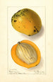 Mangifera indica Amiri - Ellen Isham Schutt — weergave van het kunstwerk