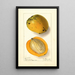 Mangifera indica Amiri - Ellen Isham Schutt — ingelijst kunstwerk aan de muur