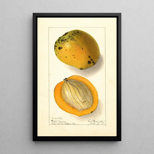 Mangifera indica Amiri - Ellen Isham Schutt — ingelijst kunstwerk aan de muur
