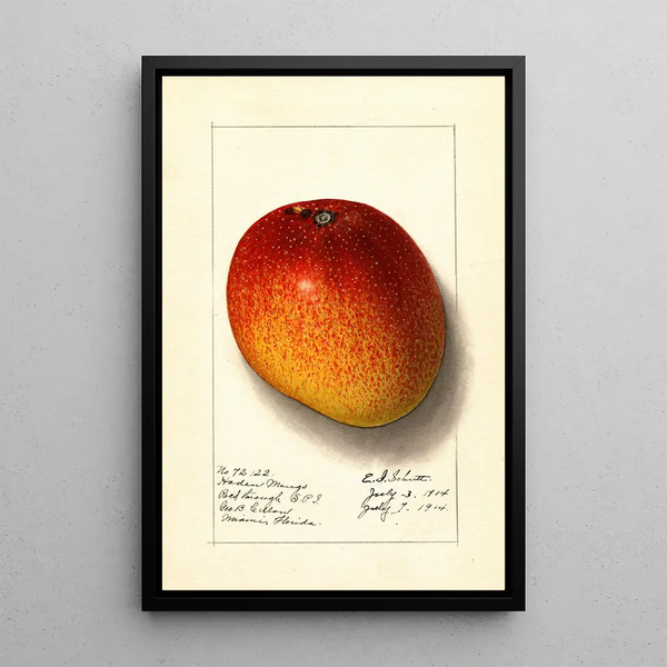 Mangifera indica Haden - Ellen Isham Schutt — ingelijst kunstwerk aan de muur
