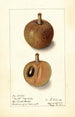 Manilkara zapota No - Ellen Isham Schutt — weergave van het kunstwerk