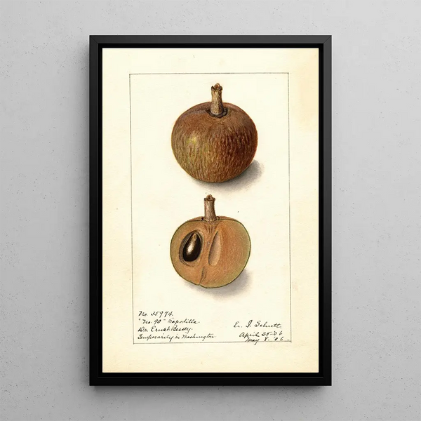 Manilkara zapota No - Ellen Isham Schutt — ingelijst kunstwerk aan de muur