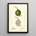 Passiflora - Ellen Isham Schutt | Reproduction — ingelijst kunstwerk aan de muur