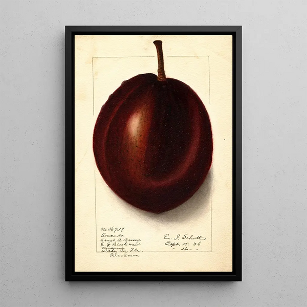 Persea Blackman - Ellen Isham Schutt — ingelijst kunstwerk aan de muur