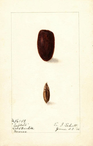 Ellen Isham Schutt - Phoenix dactylifera Tafilalt.webp