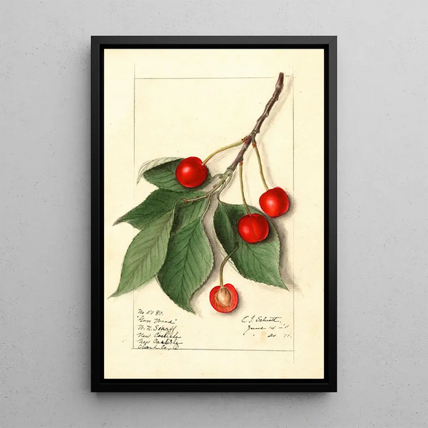 Prunus avium Govenor Wood - Ellen Isham Schutt — ingelijst kunstwerk aan de muur