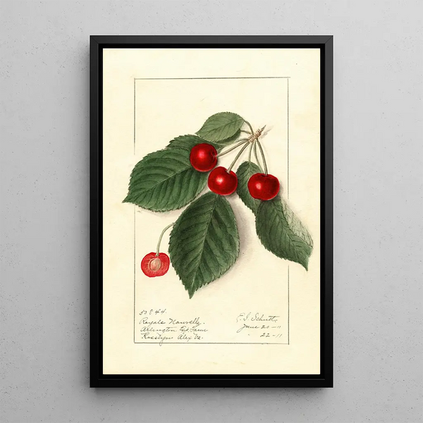 Prunus avium Royal Novelle - Ellen Isham Schutt — ingelijst kunstwerk aan de muur