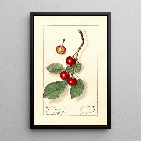 Prunus avium Spate Amarelle - Ellen Isham Schutt — ingelijst kunstwerk aan de muur