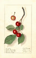 Prunus avium Spate Amarelle - Ellen Isham Schutt — weergave van het kunstwerk