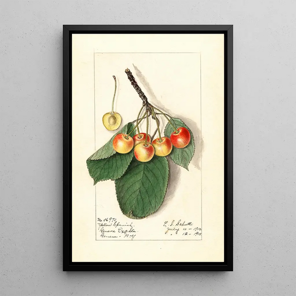 Prunus avium Yellow Spanish - Ellen Isham Schutt — ingelijst kunstwerk aan de muur