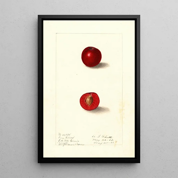 Prunus domestica Free Silver - Ellen Isham Schutt — ingelijst kunstwerk aan de muur