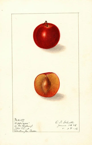 Ellen Isham Schutt - Prunus domestica Happiness.webp