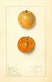 Prunus domestica Ragland - Ellen Isham Schutt — weergave van het kunstwerk
