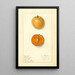 Prunus domestica Ragland - Ellen Isham Schutt — ingelijst kunstwerk aan de muur