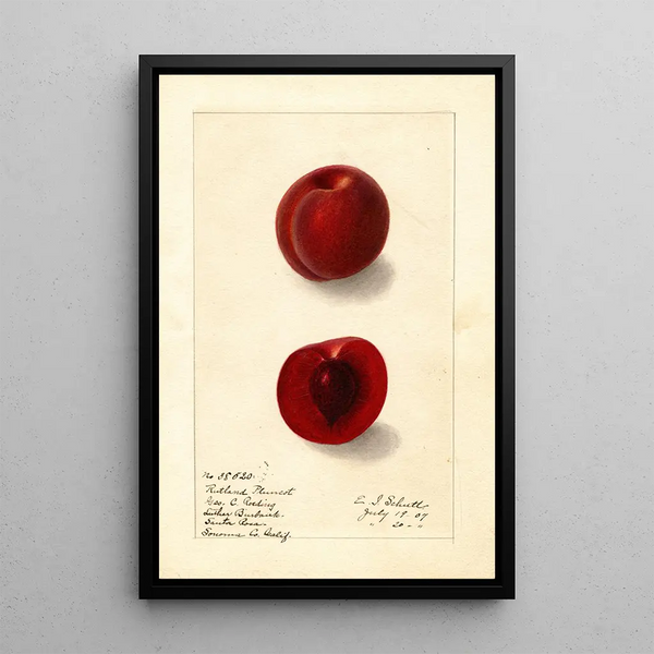Prunus domestica Rutland Plumcot - Ellen Isham Schutt — ingelijst kunstwerk aan de muur