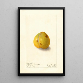 Ellen Isham Schutt - Prunus domestica Wickson.webp