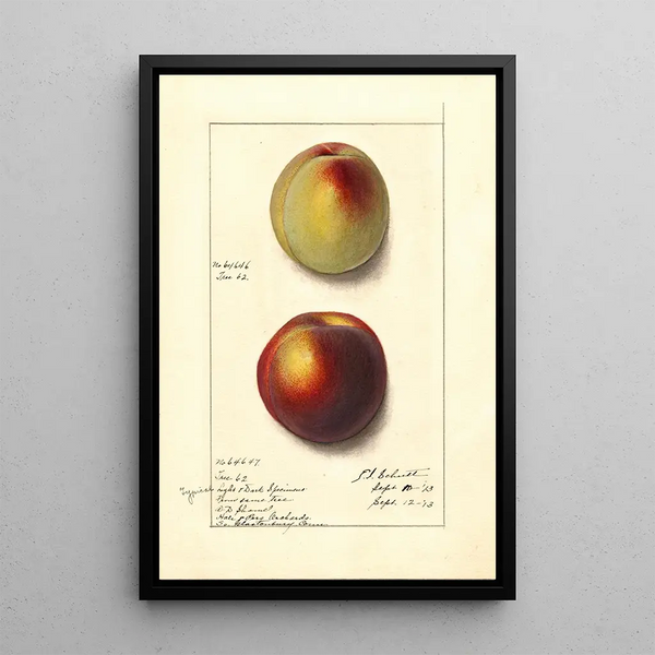 Prunus persica - Ellen Isham Schutt — ingelijst kunstwerk aan de muur
