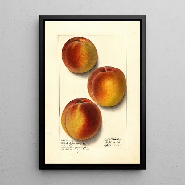 Prunus persica Elberta - Ellen Isham Schutt — ingelijst kunstwerk aan de muur