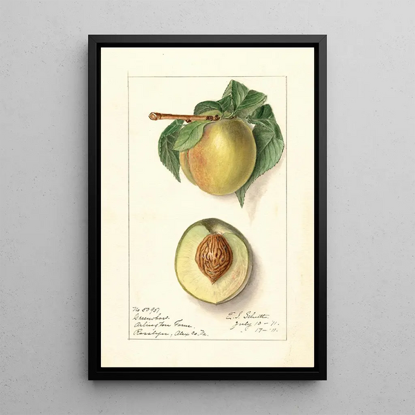 Prunus persica Greensboro - Ellen Isham Schutt — ingelijst kunstwerk aan de muur
