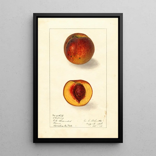 Ellen Isham Schutt - Prunus persica Sterling.webp
