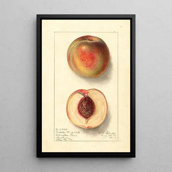 Prunus persica Uneeda Cling - Ellen Isham Schutt — ingelijst kunstwerk aan de muur