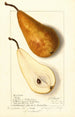 Pyrus communis Bosc - Ellen Isham Schutt — weergave van het kunstwerk